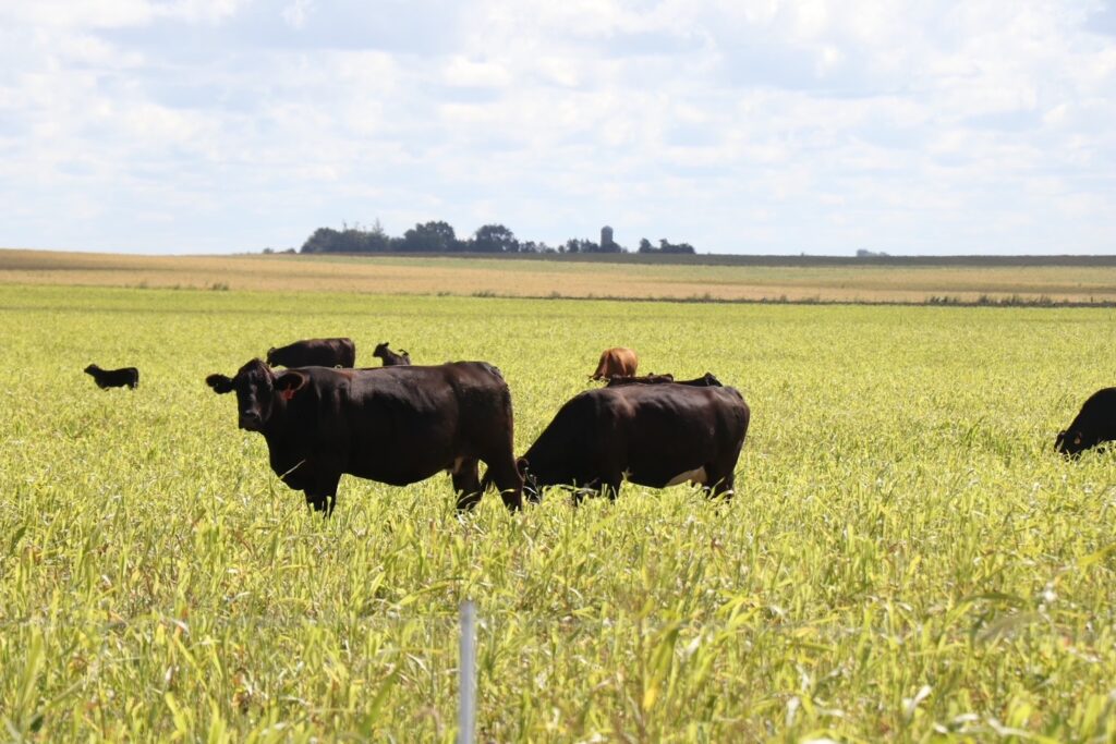 Cattle and Conservation Work Together in Iowa